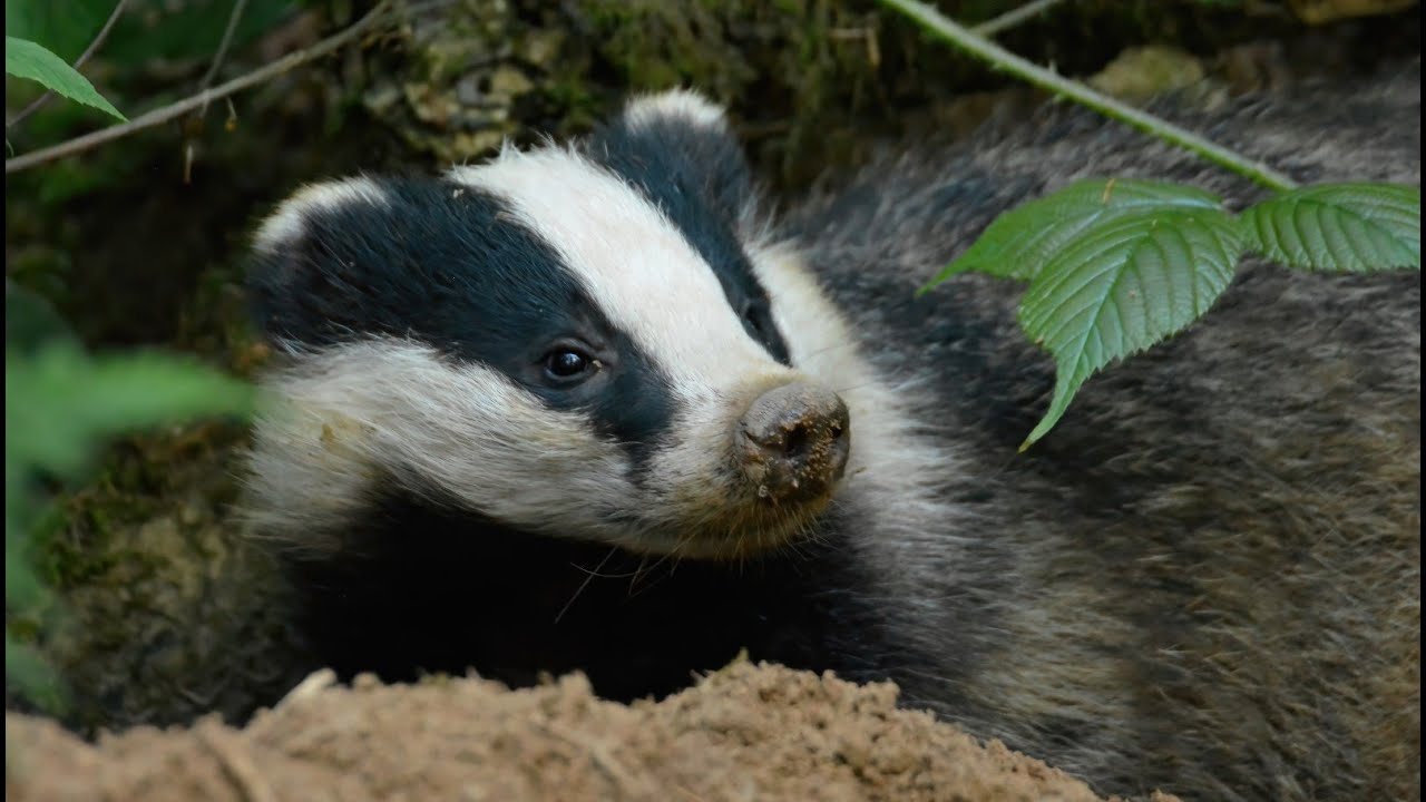 De tre maskebanditter kommer op hver for sig og lunter ud på natterov /The three masked bandits raid