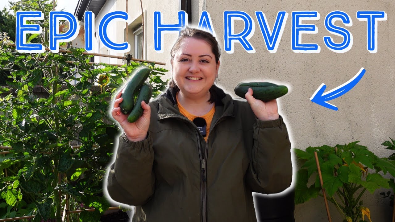 SMALL VEGETABLE GARDEN SUCCESS | MID JULY HARVEST | The Tiny Garden