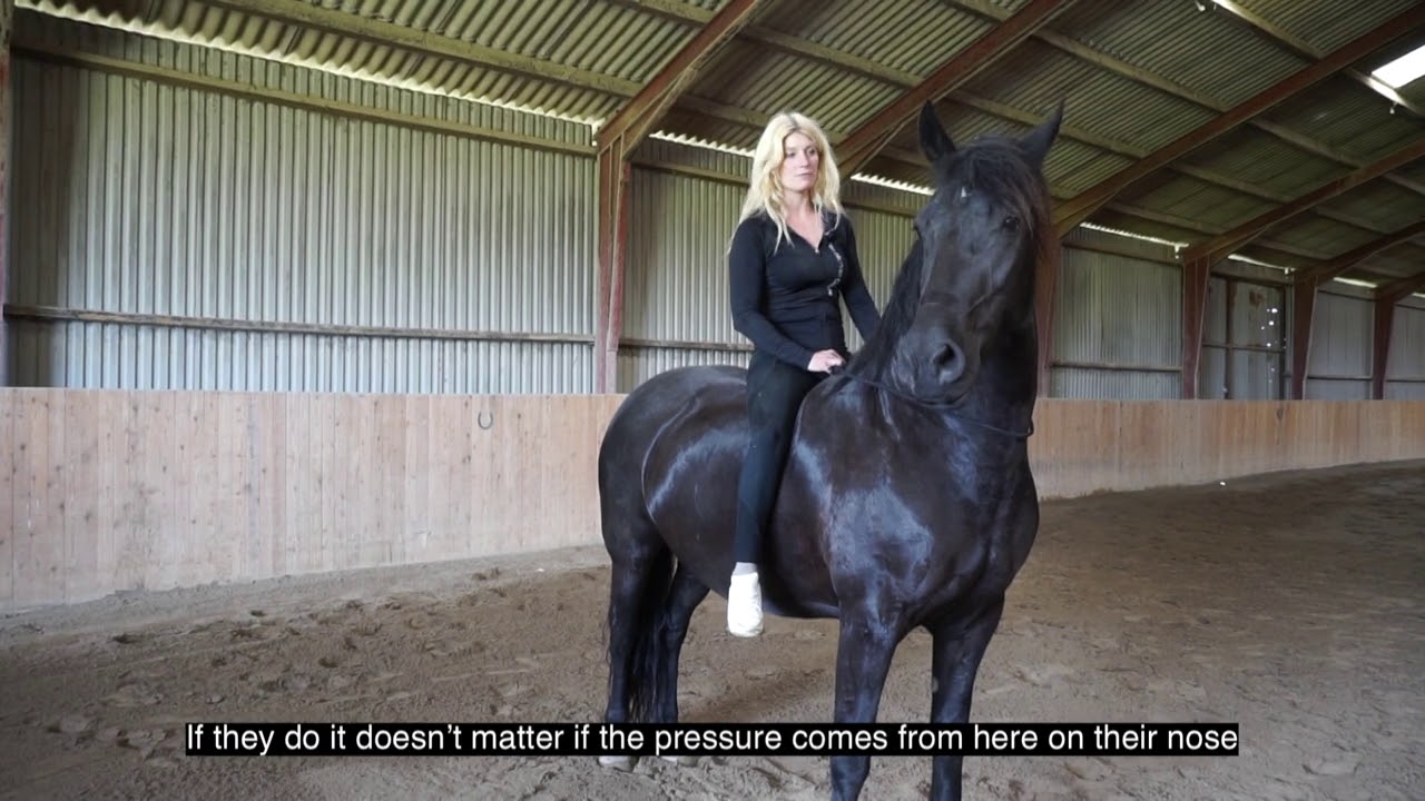 How to ride in a cordeo: When Horses Choose