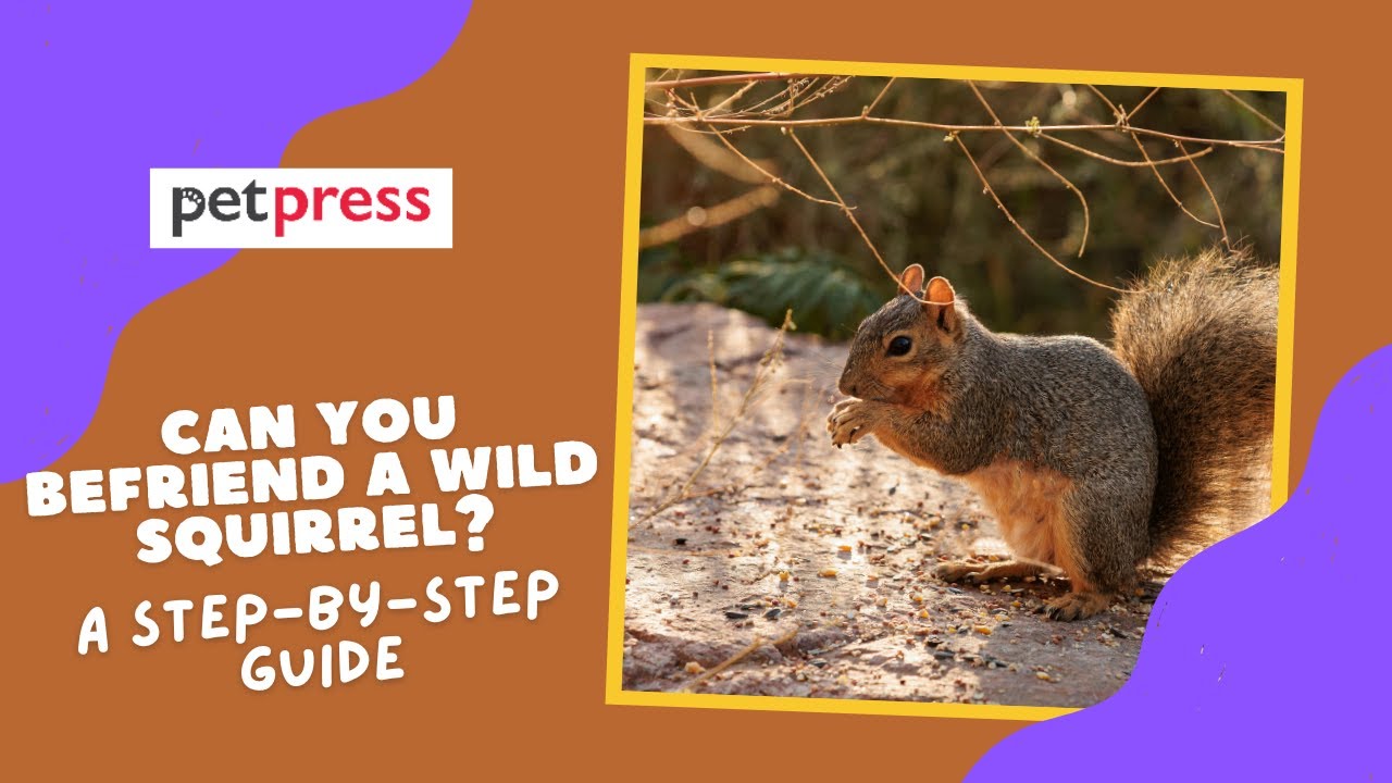 Can You Befriend a Wild Squirrel? A Step by Step Guide
