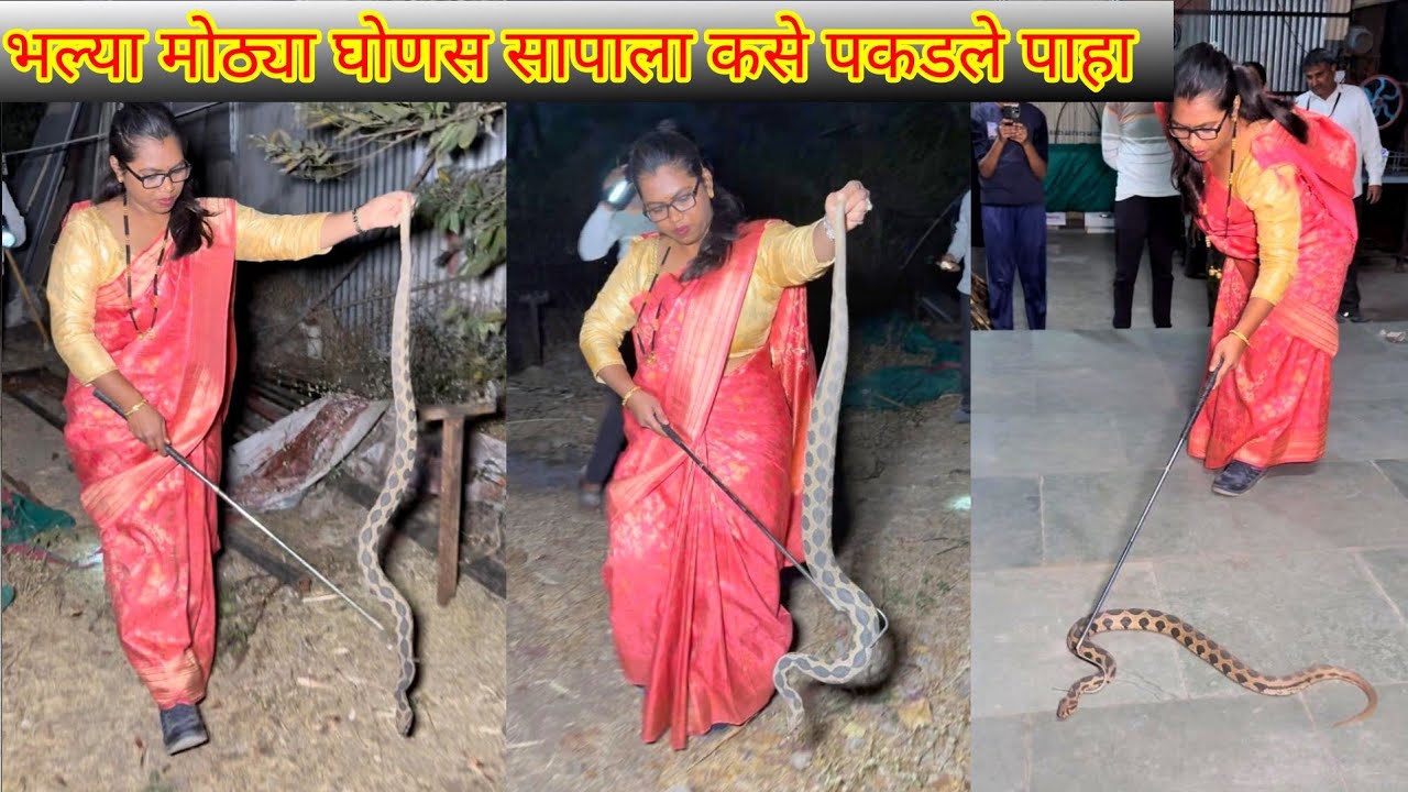 🐍😱दादांनी विषारी घोणस सापावरती कसे लक्ष ठेवले पाहा😳🐍Dangerous Russell's Viper Snake Rescue Operation