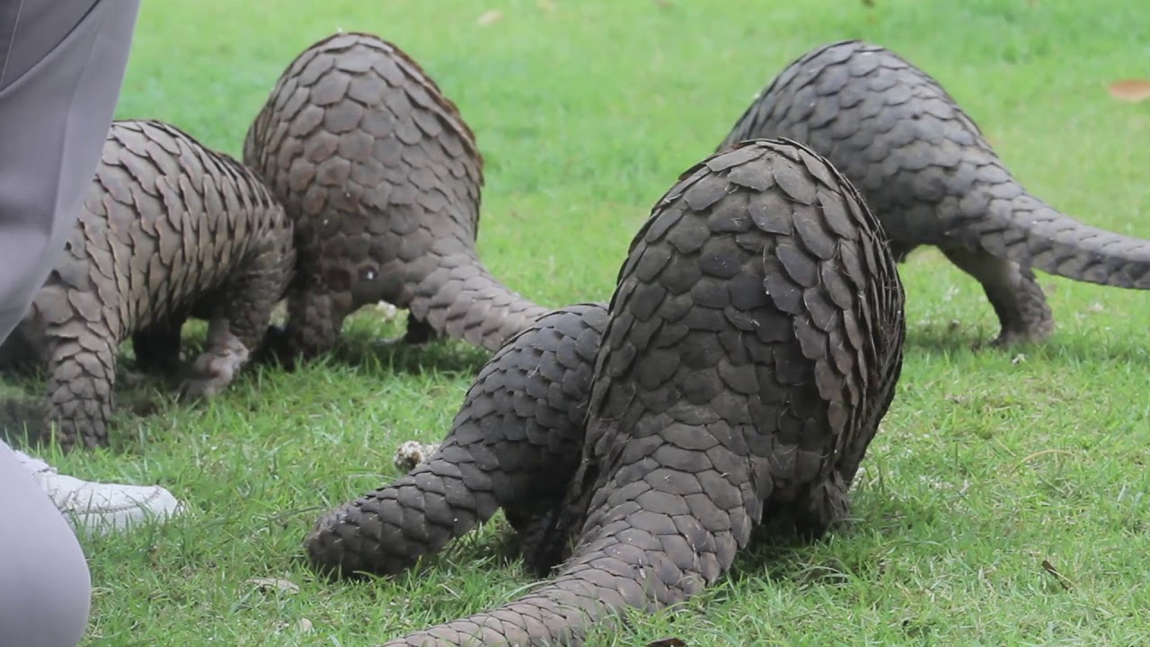 World Pangolin Day at Bali Zoo | Hari Trenggiling Sedunia