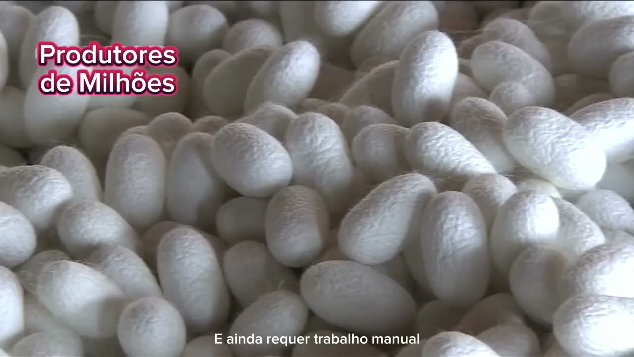 BICHO DA SEDA -Como a China produz BILHÕES de BICHOS DA SEDA