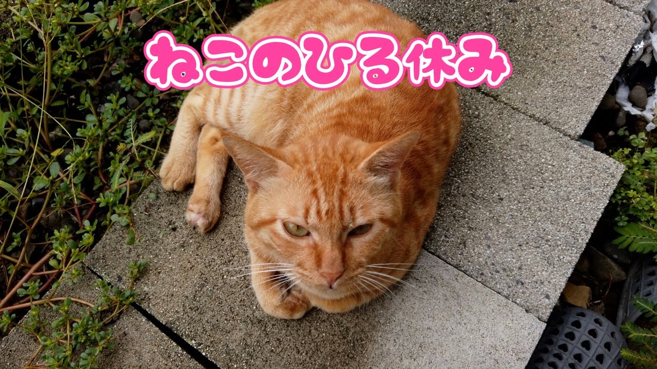 猫の昼休み😊　今日ものんびり猫時間😊　＃007