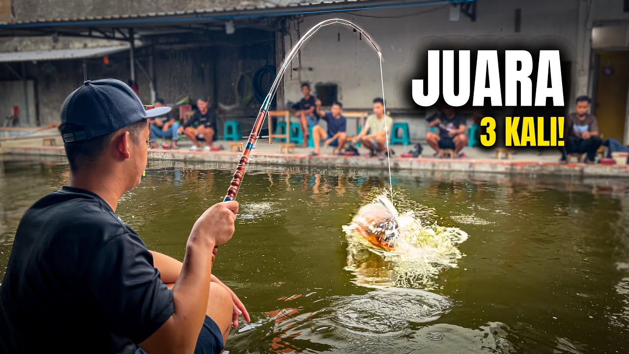 3x JUARA TERBANYAK! Pake Umpan Simpel Ini buat Ikan Baru Galatama Bawal