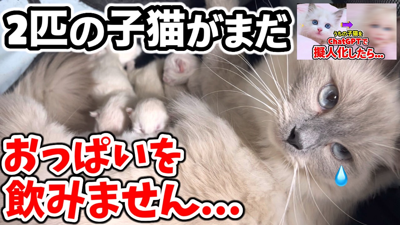 【生後1日】ミルクを飲まない子猫と命を繋ぐ懸命な授乳。新生児と先住子猫との衝撃の初対面🙀‼️＋ChatGPTで擬人化したら天使すぎた子猫w【もちまる子猫日記】