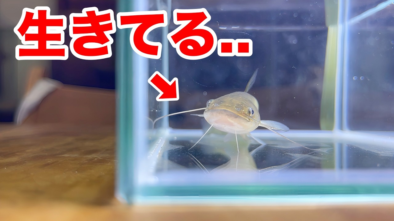 手乗りサイズのナマズが可愛すぎた...！！