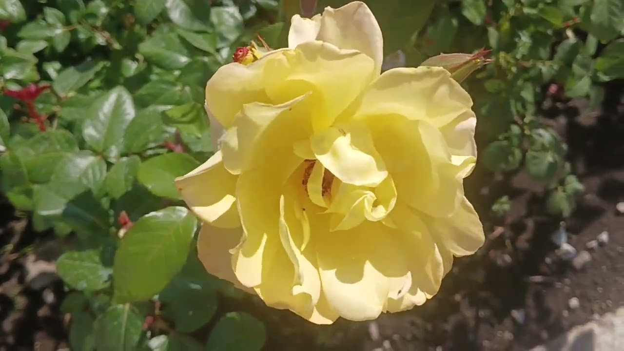 ROSES dream,