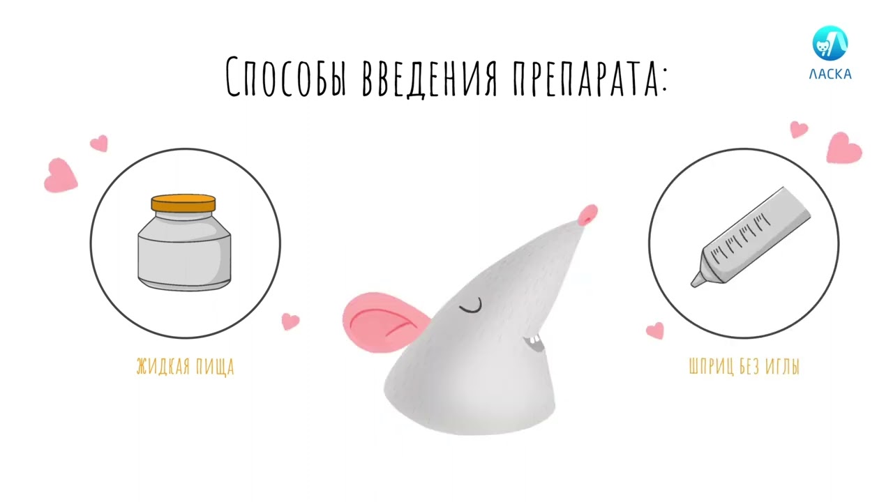 Как правильно разделить таблетку?  Как дать таблетку крысе?