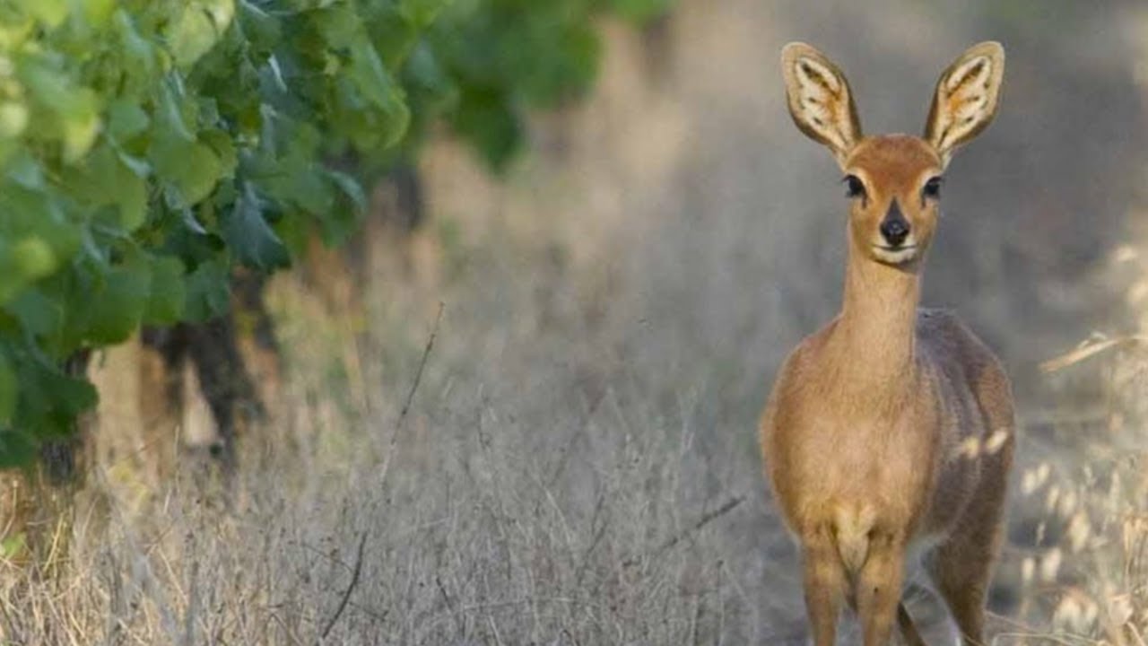 VILLIERA, unlocking the marvels of nature