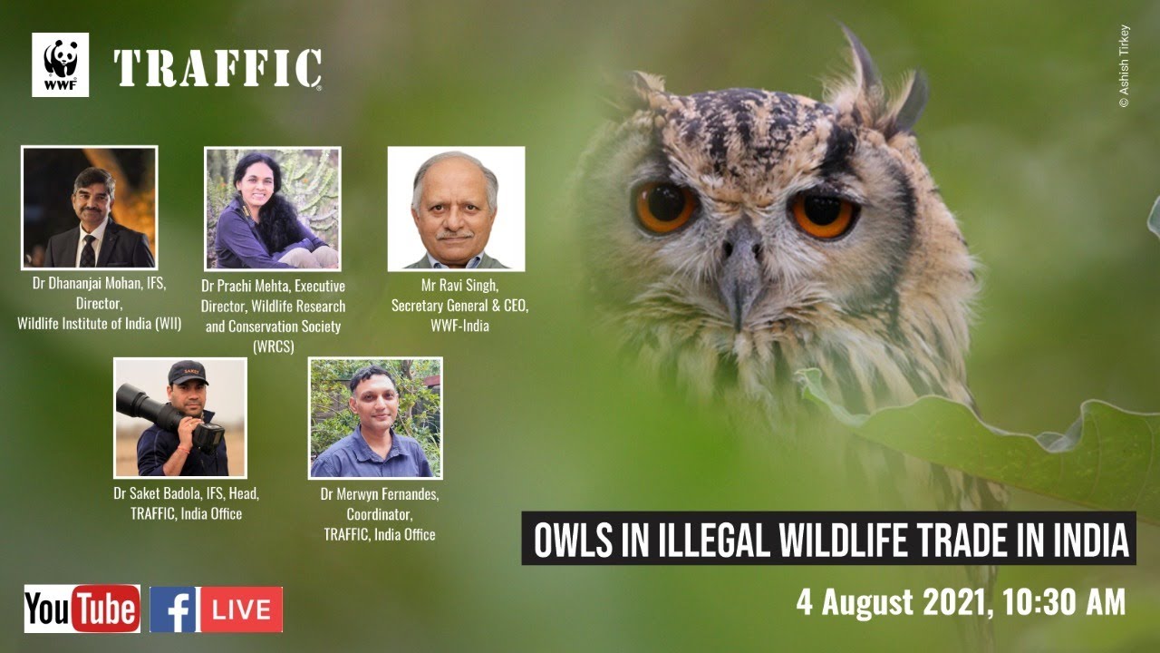 Owls in illegal wildlife trade in India