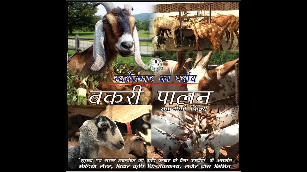 Goat Farming (बकरी पालन)