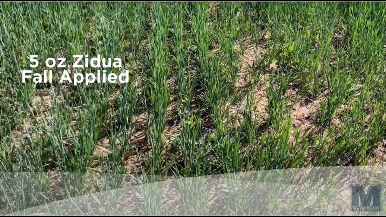 Fall for Spring Herbicide Timing