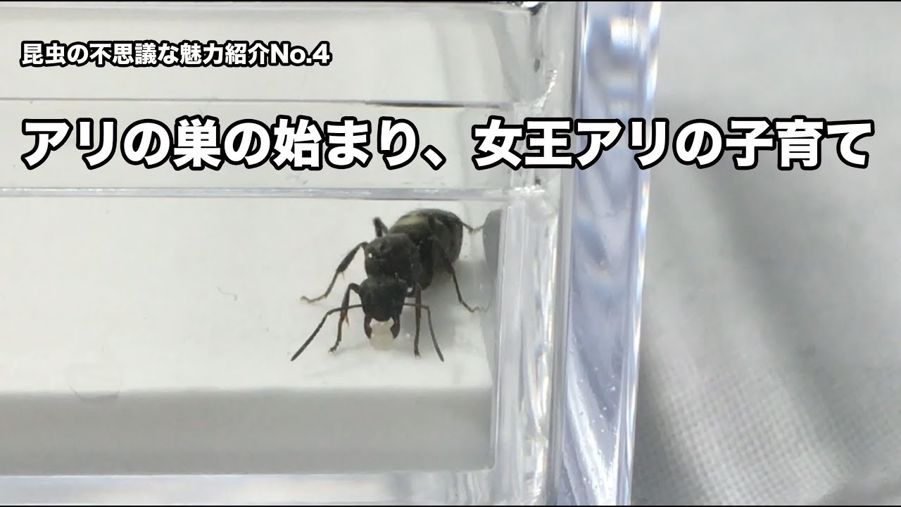 アリの巣の始まり、女王アリの子育て〜昆虫の不思議な魅力紹介No.4 〜