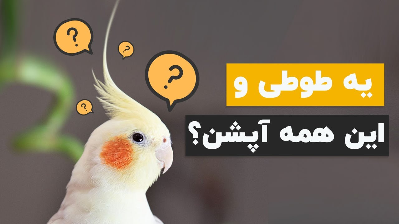 😳حقایق عجیب و غریب درباره عروس هلندی که نمیدونستم