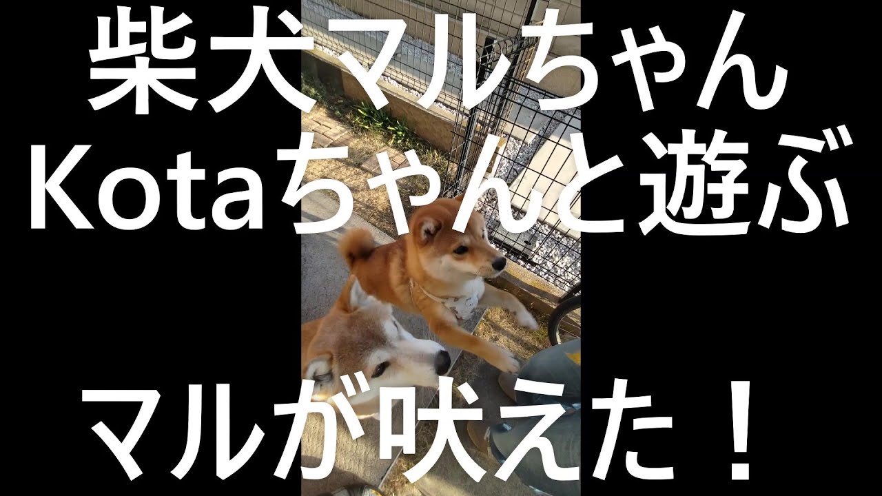 柴犬マルちゃん🐕‍🦺🚶‍♂️　コタちゃんこんにちは🐕🎵　マルが吠えた❗😆　行儀のよい子達　豆柴Kotaちゃん　#shibainu Maru-chan