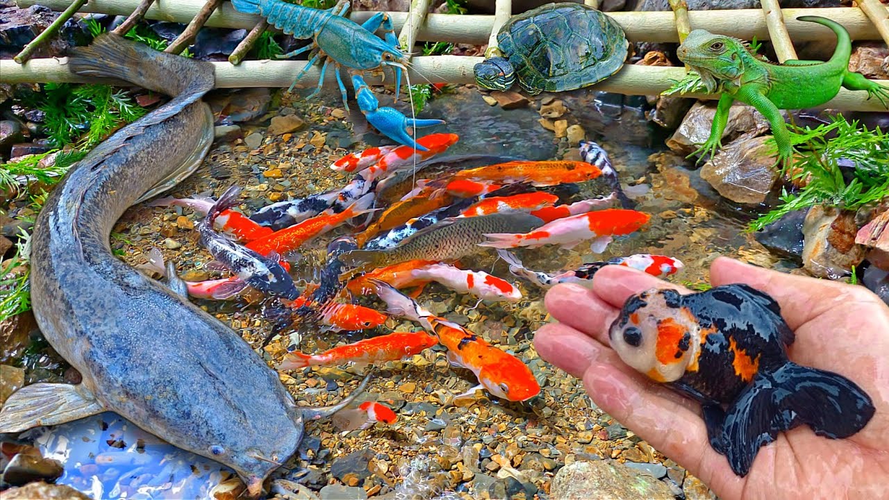 Menemukan banyak ikan hias di sungai, ikan lele besar, ikan cupang, ikan mas, ikan koi, kura kura