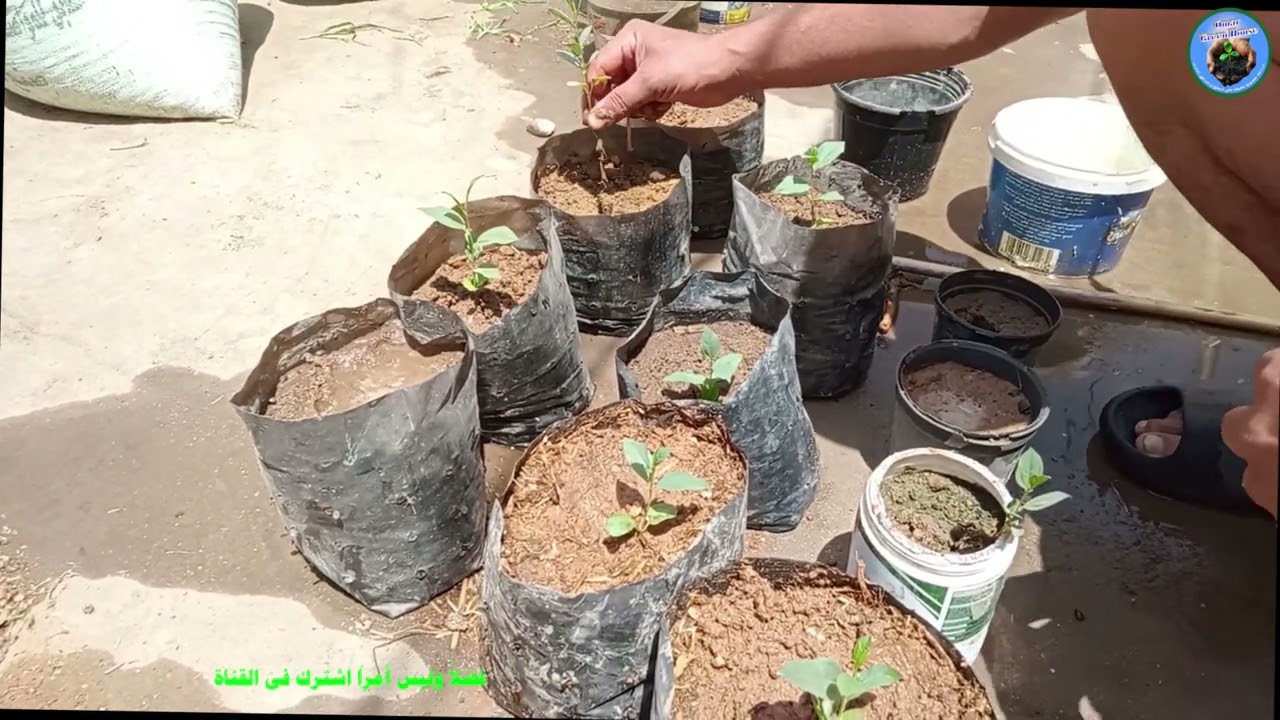 نقل شتلة السدر 🌳 إلى كيس كبير | خطوة مهمة لنجاح الشجرة ونموها السليم 🌿💚