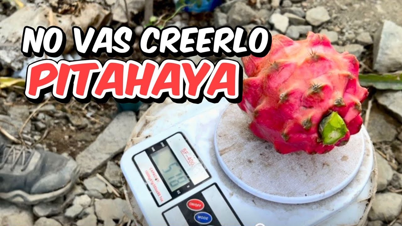 PITAHAYA VERIEDAD IMPERIAL(cosecha todo el año)