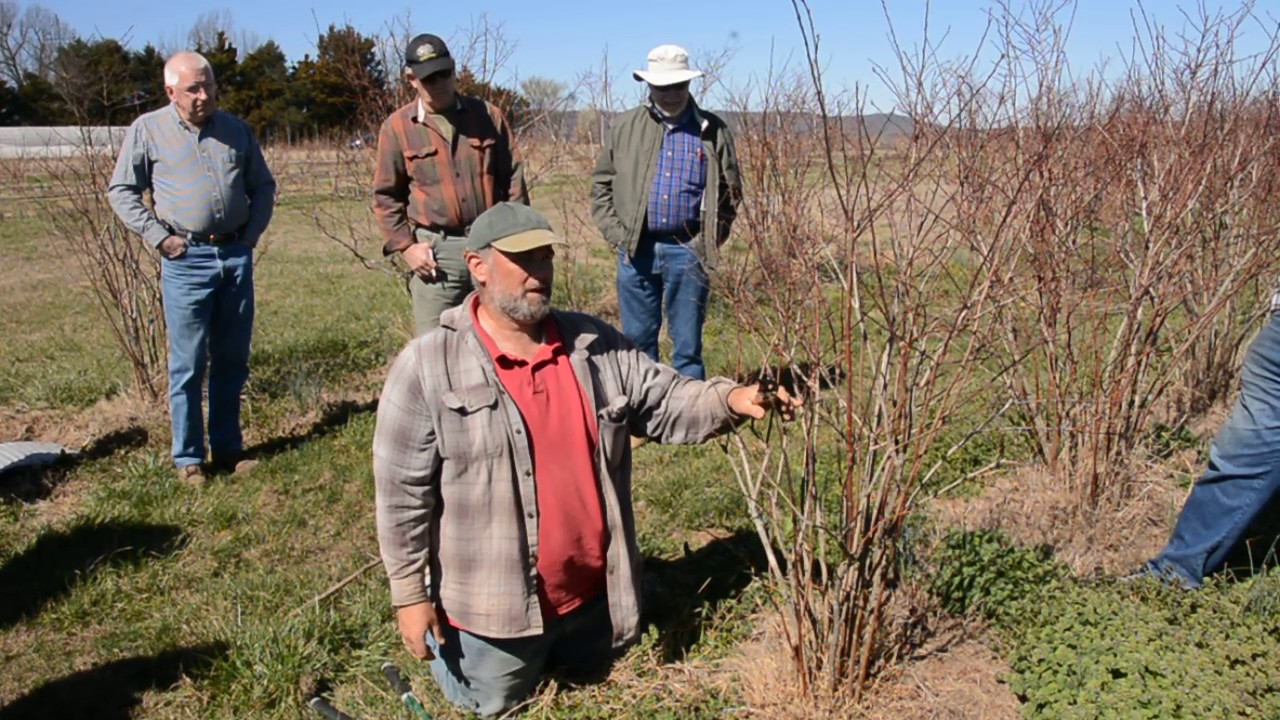 Pruning Seminar