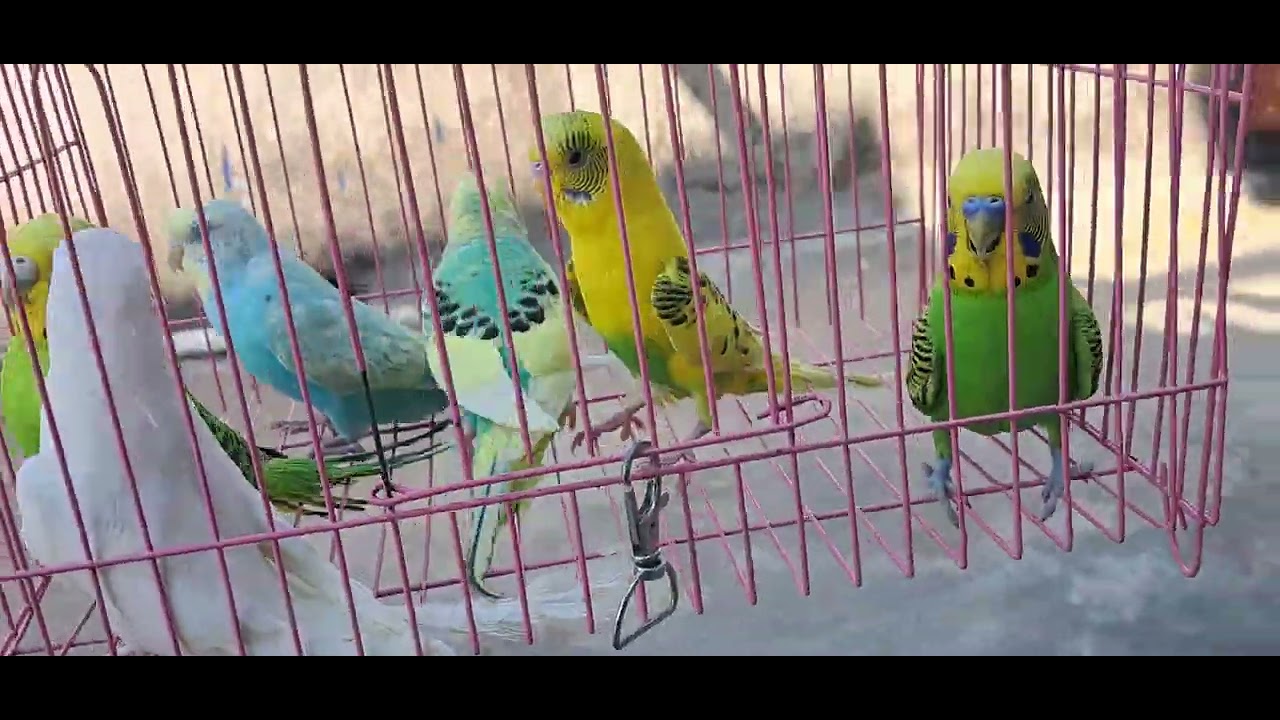 love bird sale at nagpur  9766832633
