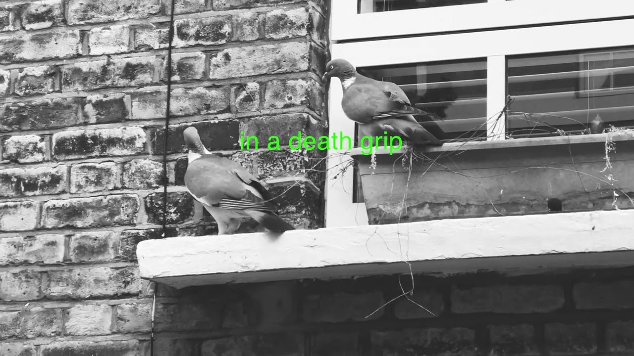 LUNGE - Dolphins feat. the Golden Dregs