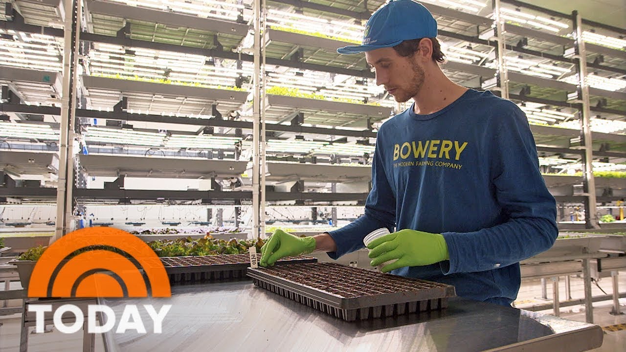 Vertical Farming Is Revolutionizing How Food Is grown In America | TODAY