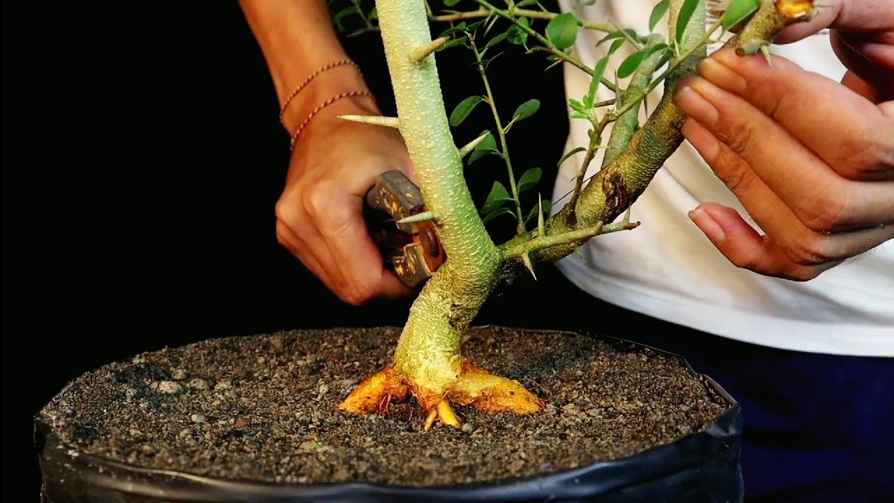 PEMBENTUKAN GERAK DASAR BONSAI SISIR (11 BULAN DARI TURUN CANGKOK)