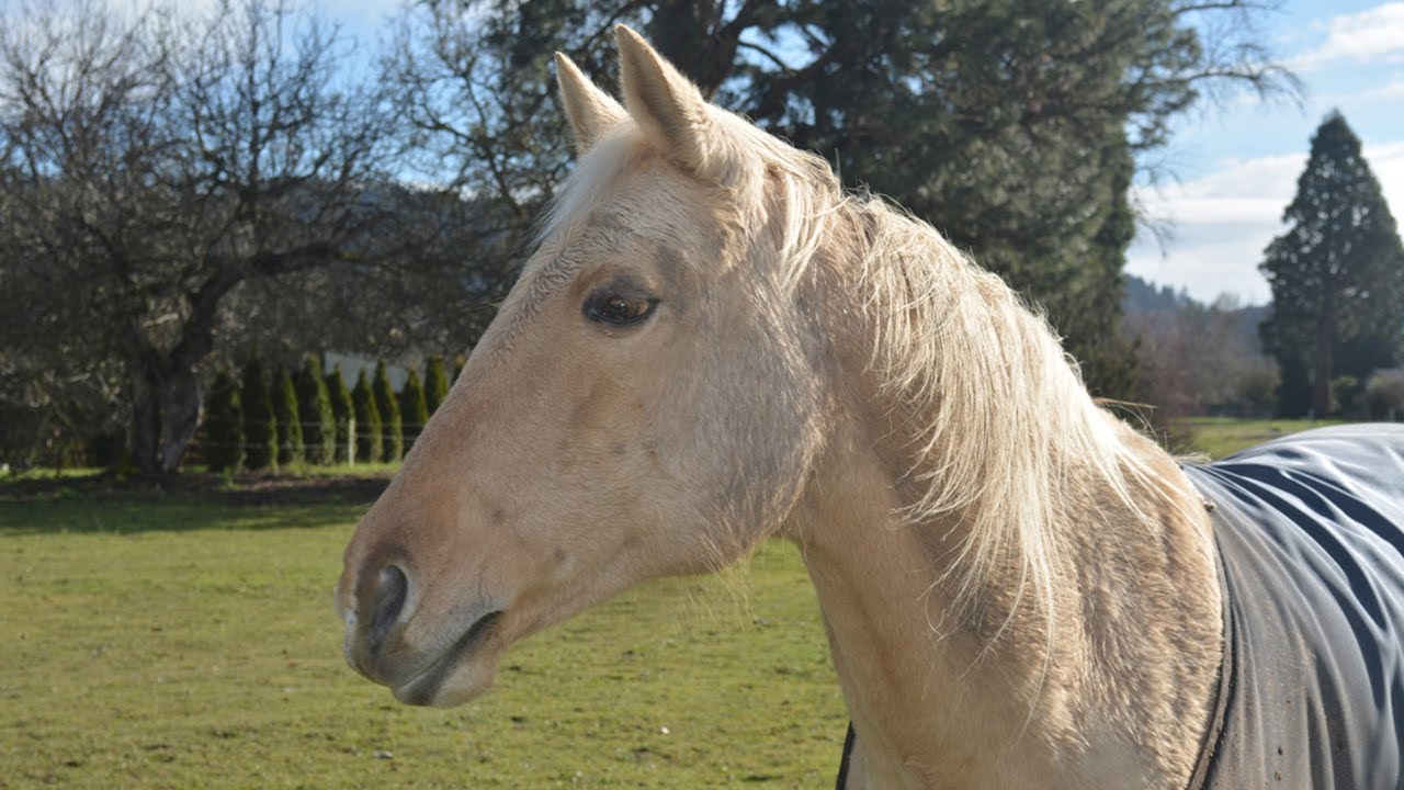A beloved horse inspires efforts to support cancer patients in the community