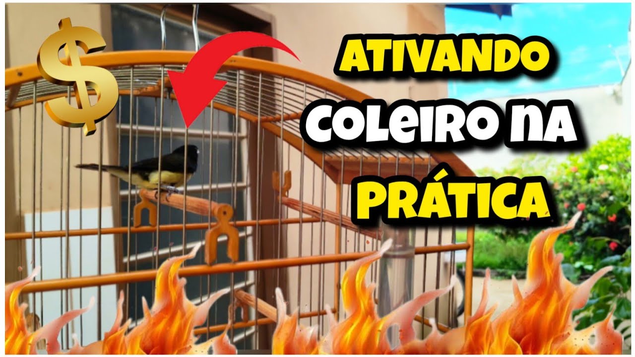 COMO ATIVAR SEU COLEIRO COM FÊMEA NA PRÁTICA PARA BADERNA 