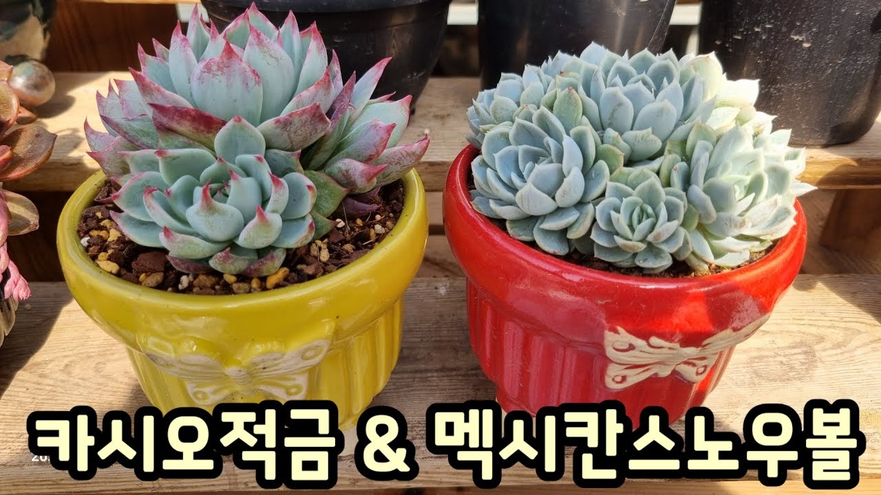 묵어지면 너무 예쁜데 거격도 착하구나 ~💕카시오적금 & 멕시칸스노우볼군생  분갈이💕