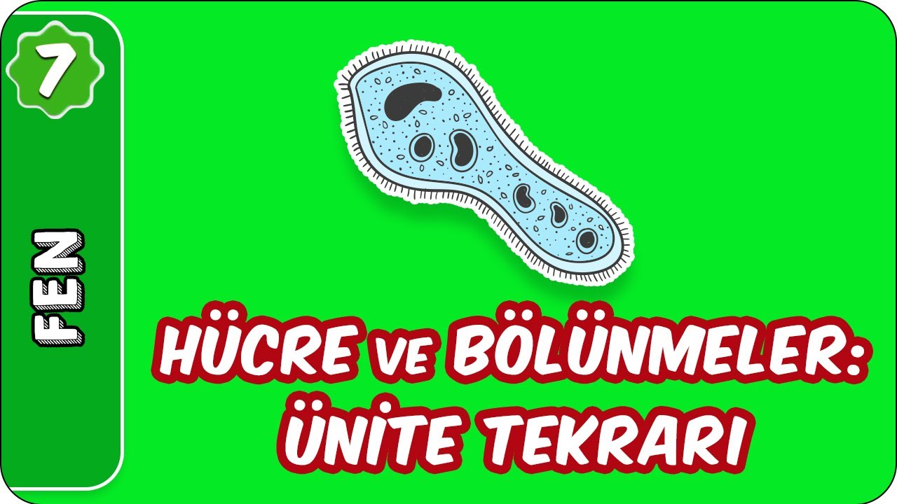 Hücre ve Bölünmeler: Ünite Tekrarı | 7. Sınıf Fen #evokul Kampı