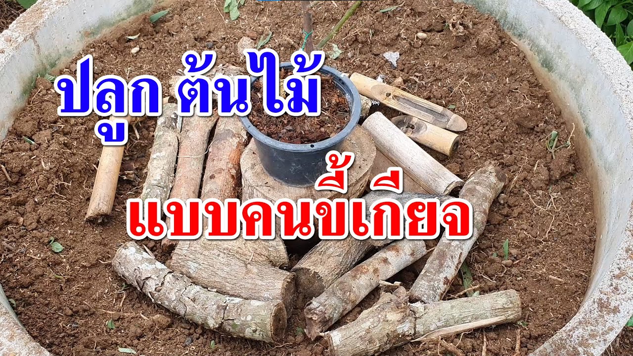 ปลูกต้นไม้แบบคนขี้เกียจ ด้วยเทคนิคเพอร์มาคัลเจอร์ (Permaculture)