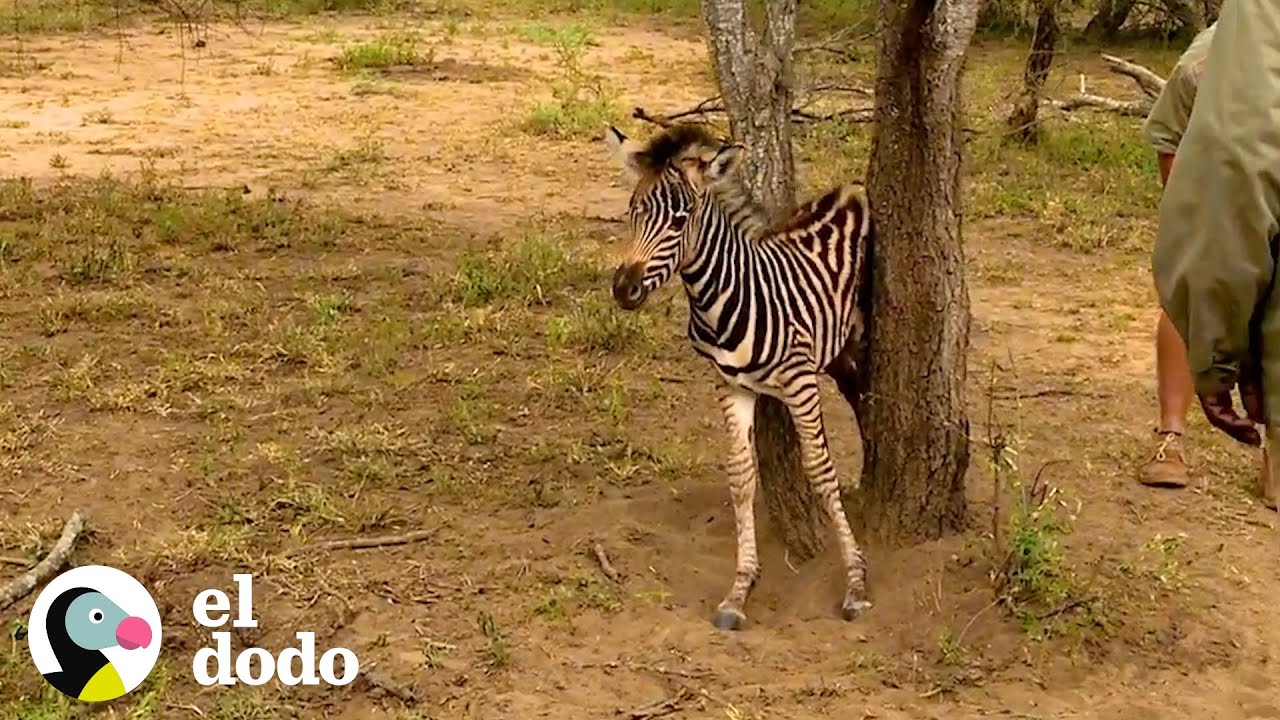 Cebra bebé lleva dos días atorada | El Dodo