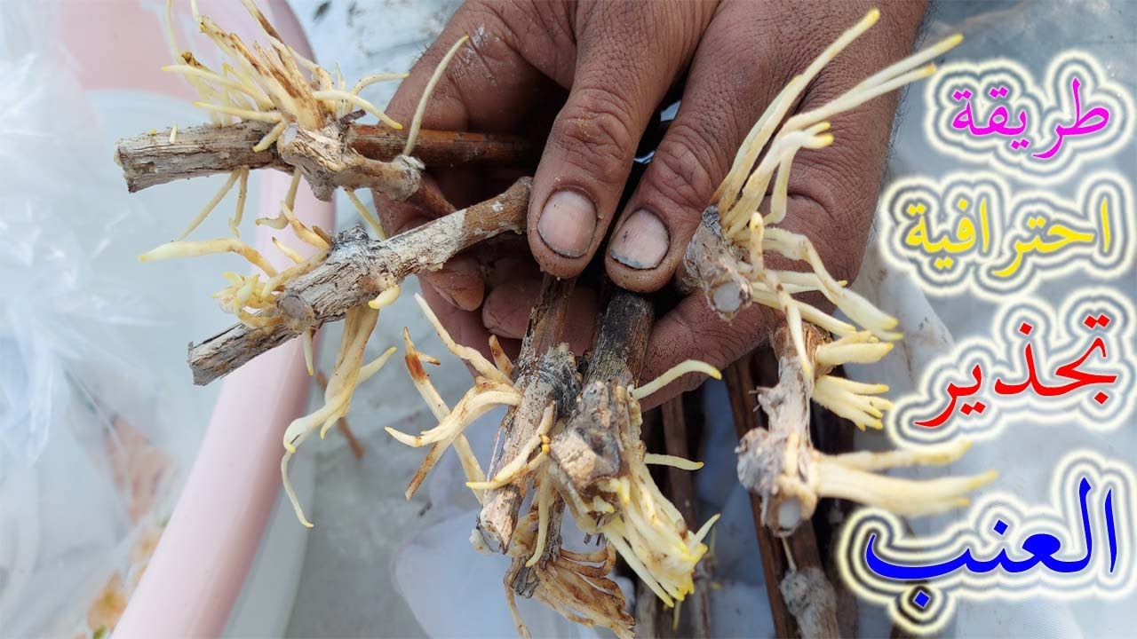 اقلام  العنب اسهل طريقة للتجذير , grape cultivation