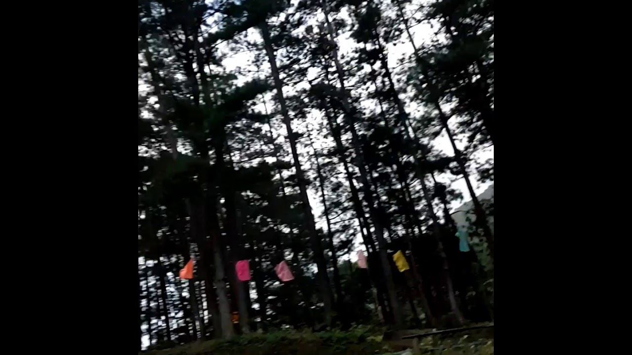 BUCARI / LEON / ILOILO / PHILIPPINES - Pine forest & campsite.