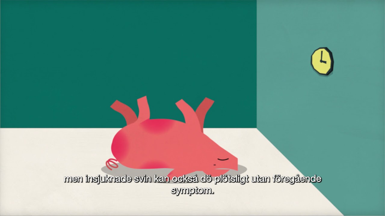 Rekommendationer f&ouml;r svinfarmar vid misstanke om ASF