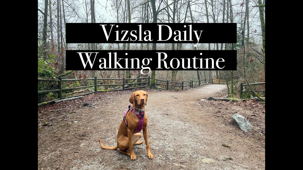 Vizsla Daily Walking Routine | Follow Along on a Day in the Life of Walking Willa