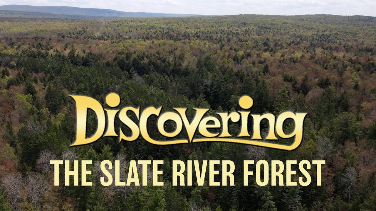 Slate River Forest | DISCOVERING