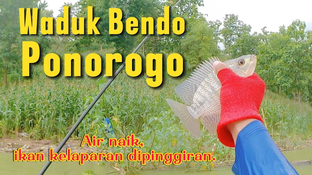 Waduk Bendo Ponorogo‼️ LUMUT DIGUWAK DADI IWAK, NGGON IWAKKK #mancing #nyobok #fishing #mancingmania