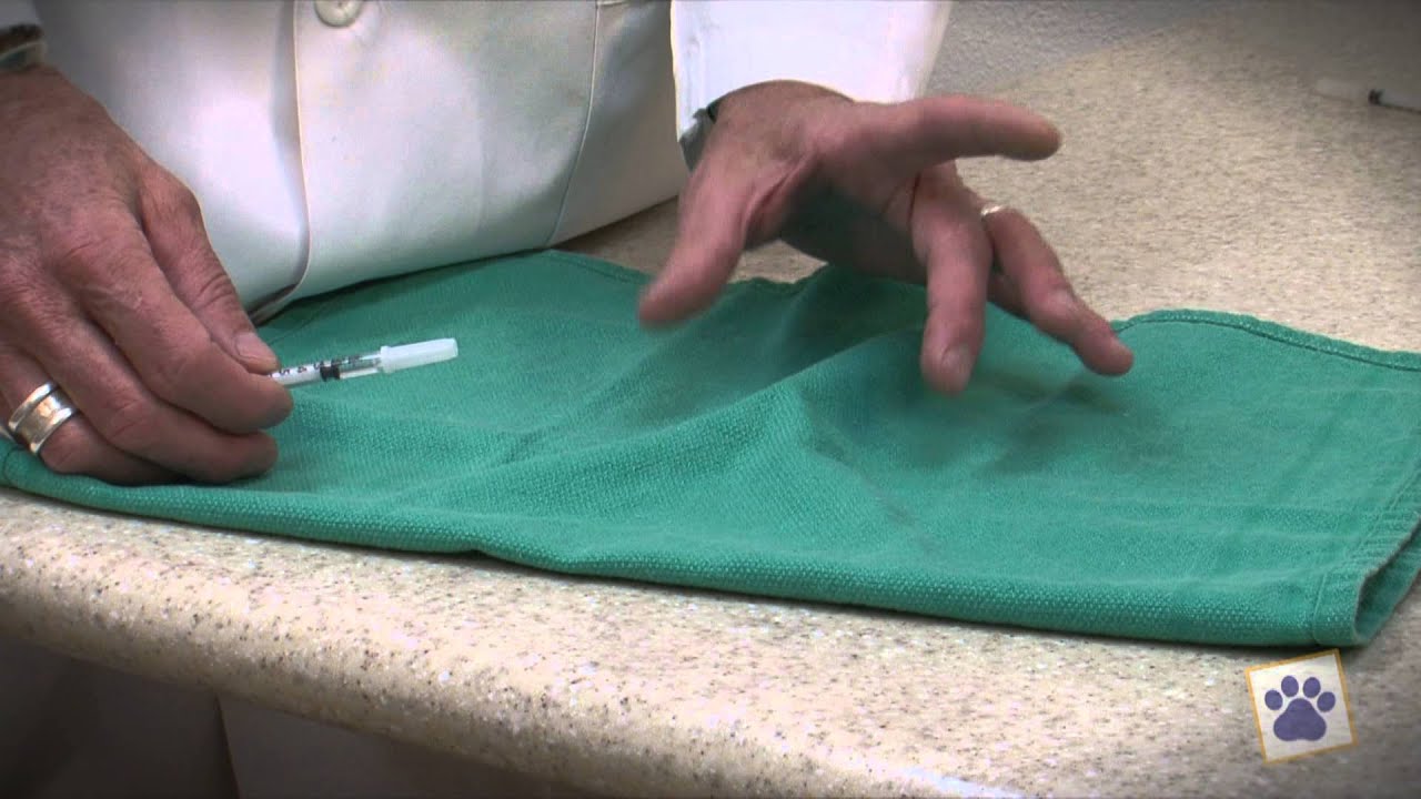 Animal Health Hospital: How To Give Allergy Shots To Your Dog Or Cat