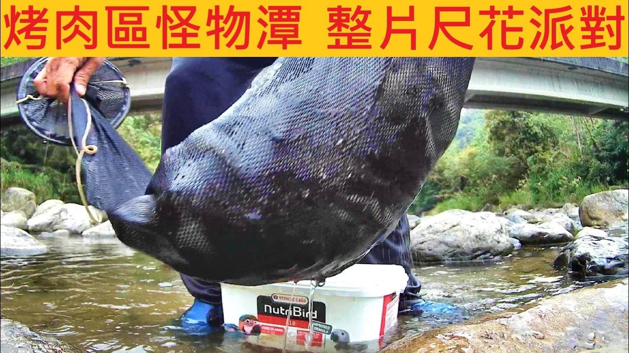 烤肉區怪物潭 整片尺花派對 @難怪在地釣友死守不離開   #溪釣 #苦花 #非會員請勿詢問釣點