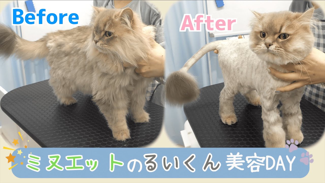 【猫さんのサマーカット】トリミングの1日の流れ / 猫専門サロン