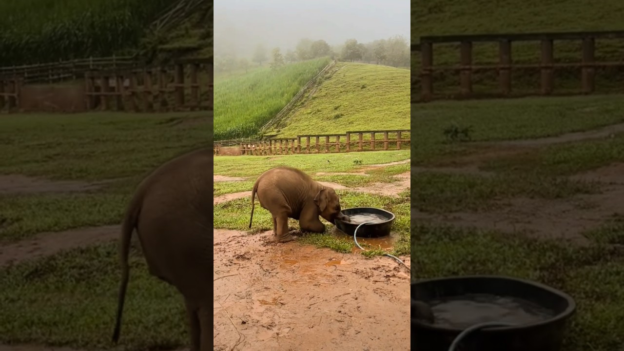 The cutest baby elephant playing water in the tub 😍 #babyelephant #elephant #funnyelephant #shorts