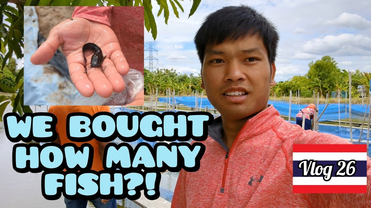 (Vlog 26) We've bought fish! Farming fish in rural Thailand - ประเทศไทย 🇹🇭