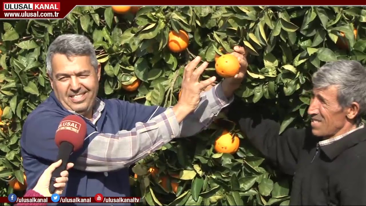 ​Finike portakalında hasat zamanı