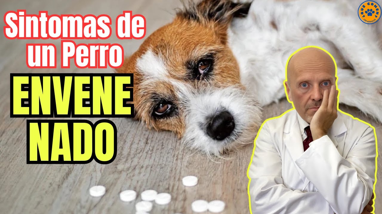 🆘 SINTOMAS DE UN PERRO ENVENENADO 🆘