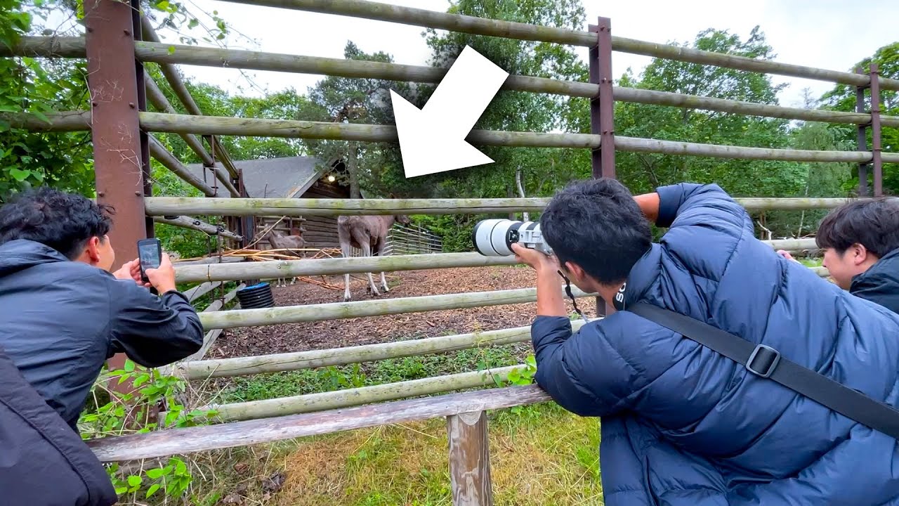 世界最大のシカを見て大はしゃぎしてしまった日本の飼育員たちww【ANAで行くスウェーデン・ストックホルム編】