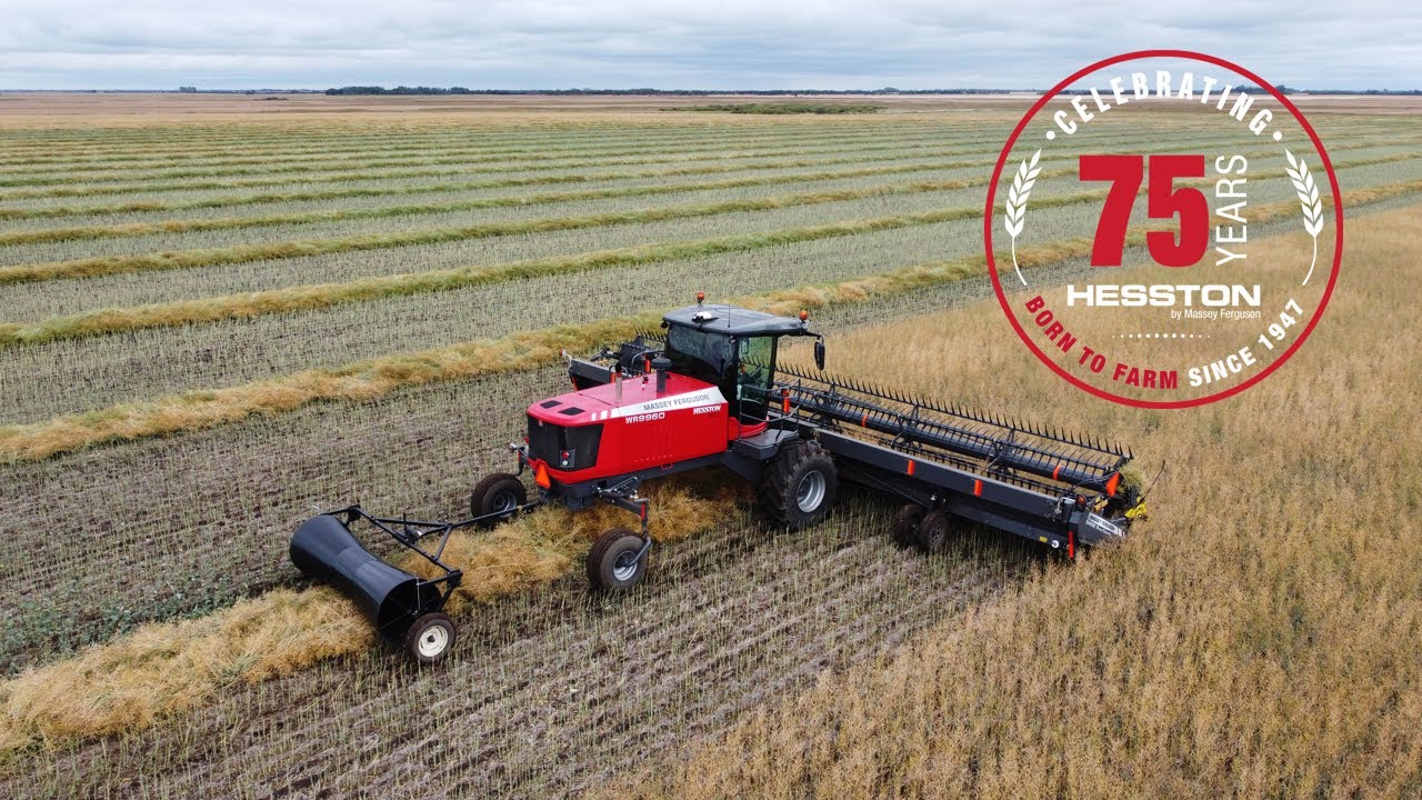 Swathing canola with a Massey Ferguson WR9960 and 40' header