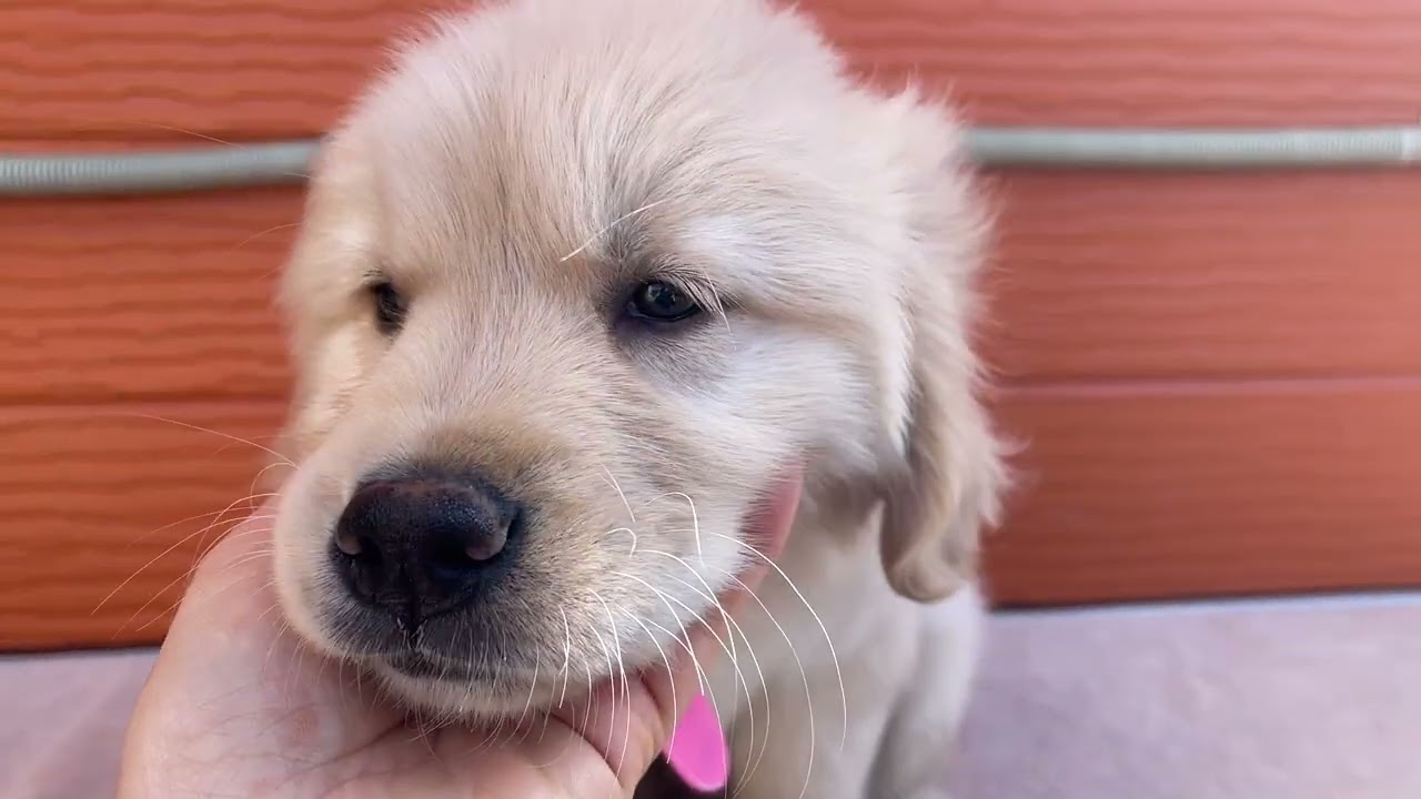 マナの子犬25番ちゃん　2026 3 14撮影